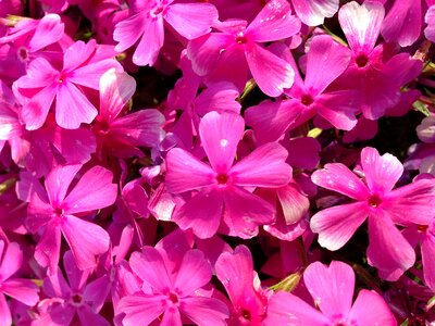 Pink flora botany