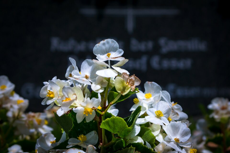 Cemetery tombstone grave planting