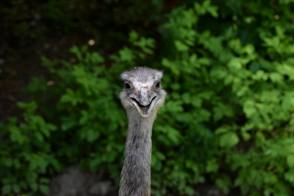 Animal head wild