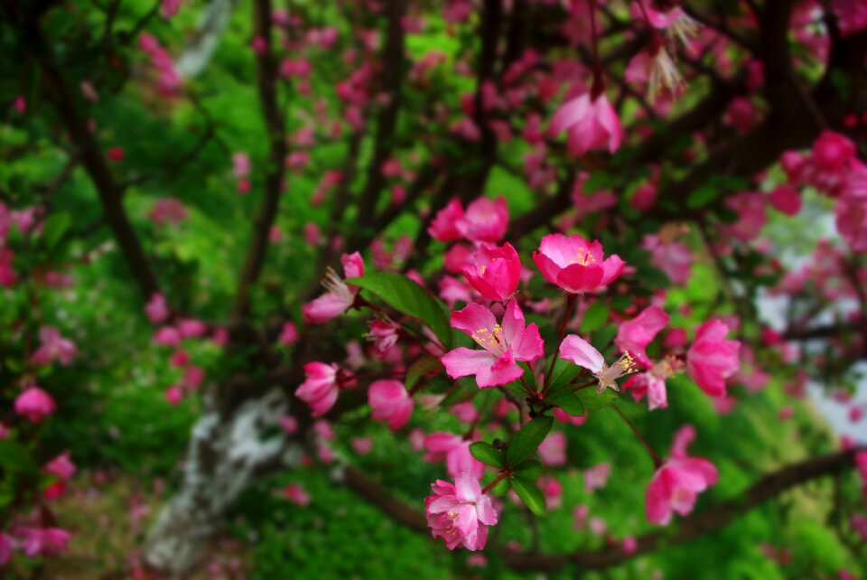 Tree section pink flower