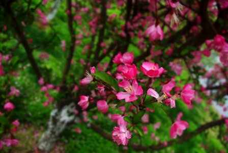 Tree section pink flower