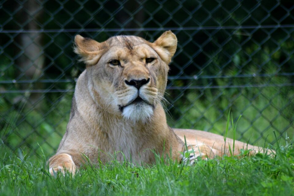 Wildlife lion photo