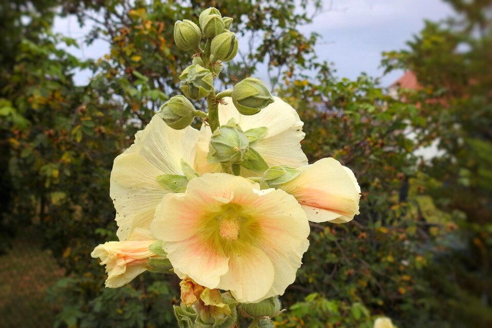 Stock rose yellow summer