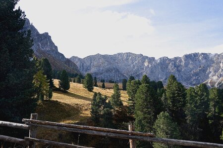 Dolomites reported trees photo