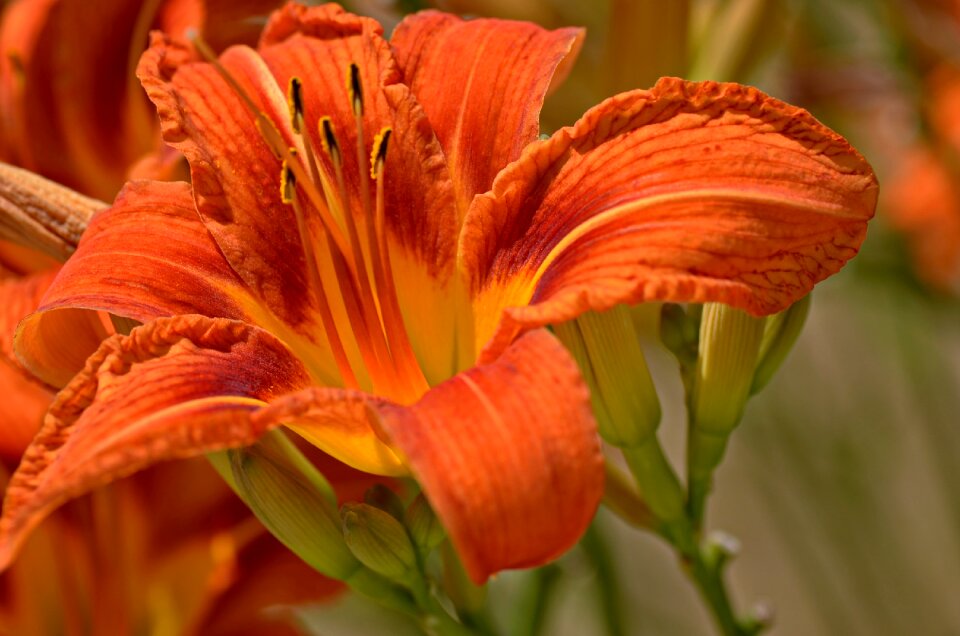 Summer bright blossom