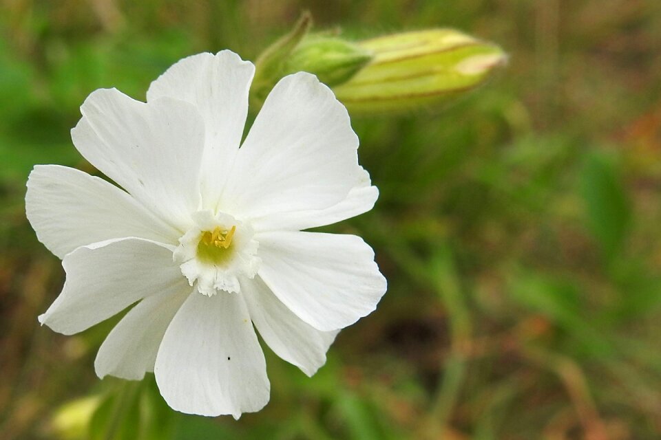 White leimkraut silene alba melandrium album