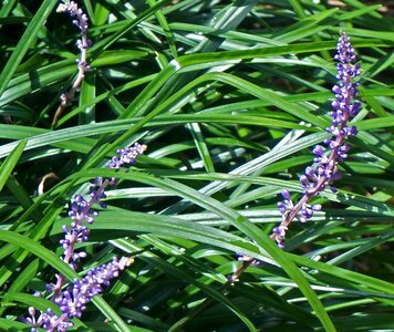 Plant border flower