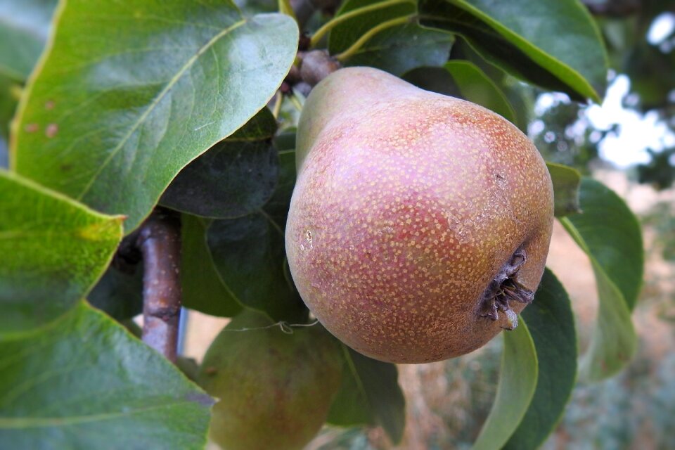 Fruits fruit tree orchard