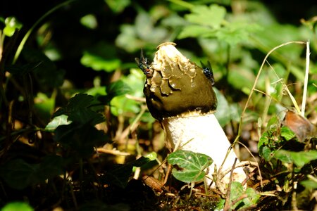 Stench stink morel