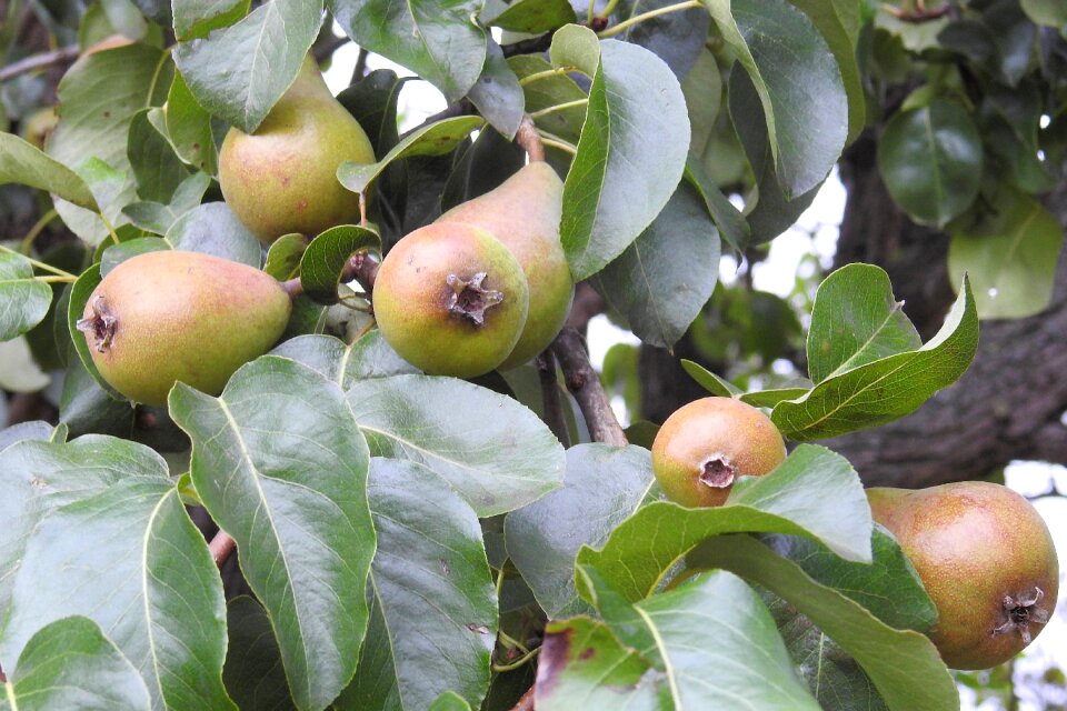 Fruits fruit tree orchard