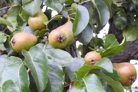 Fruits fruit tree orchard