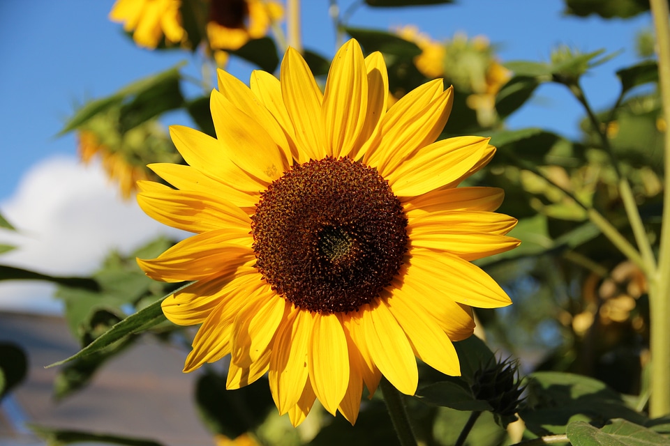 Bloom flower summer