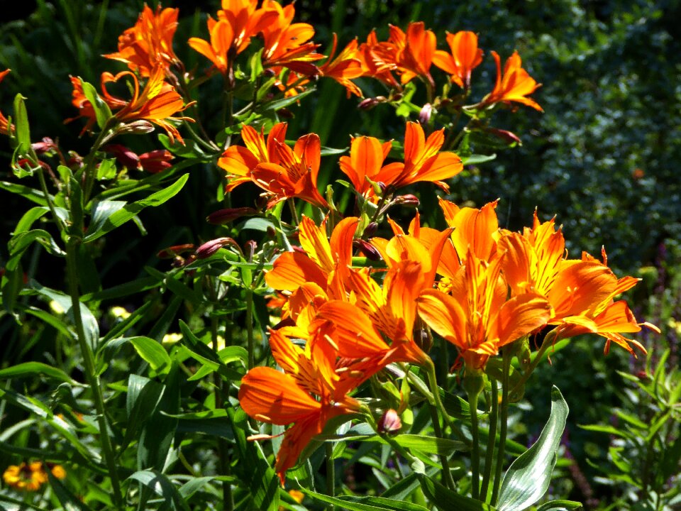 Nature art garden orange flowers