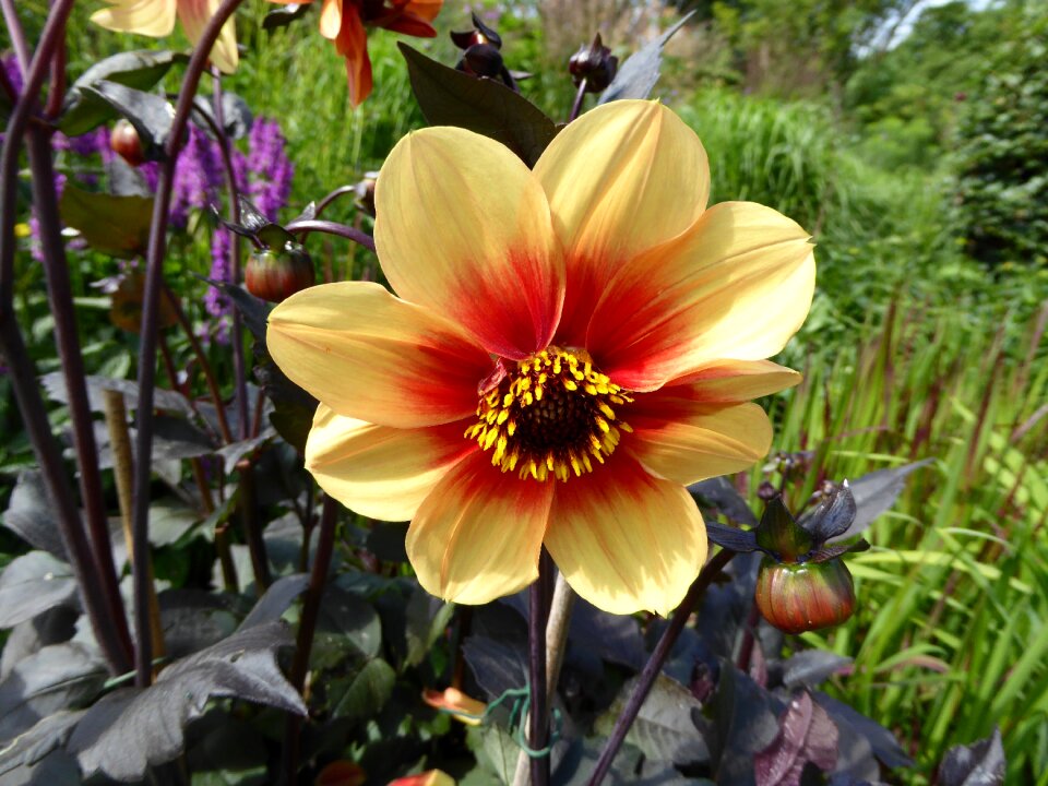 Spring art garden yellow flower