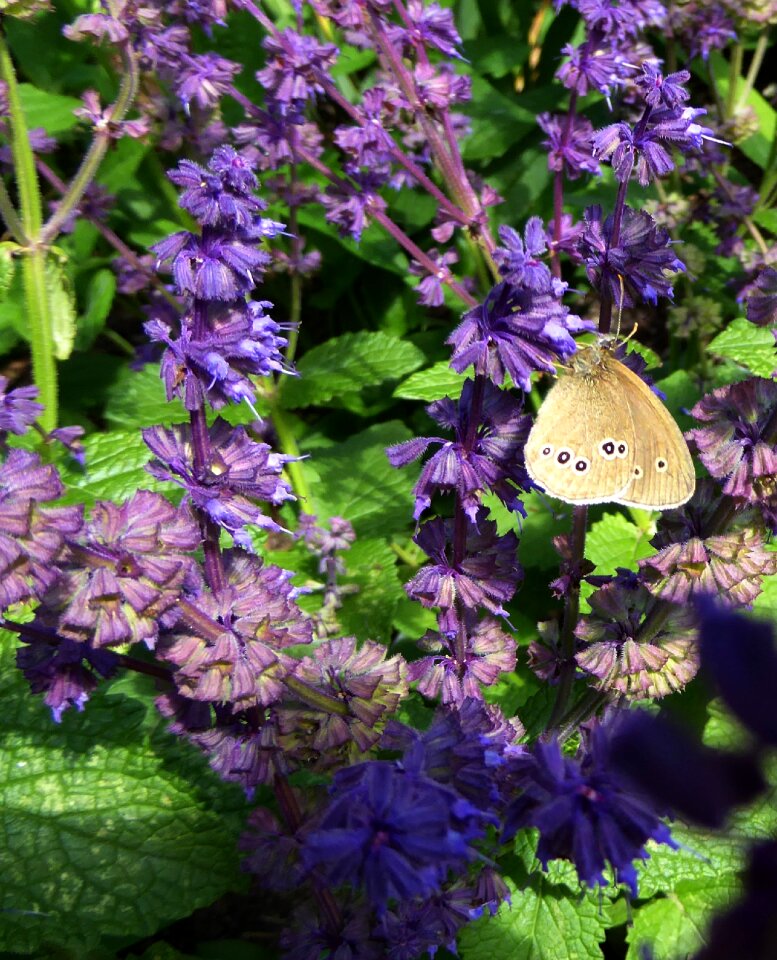 Close up purple flowers butterfly