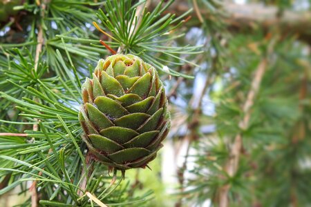 Larch pine family immergrüner tree photo
