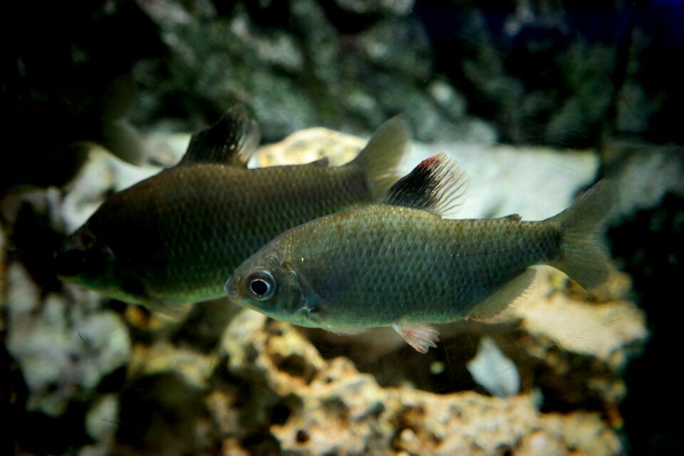 Underwater water marine fish