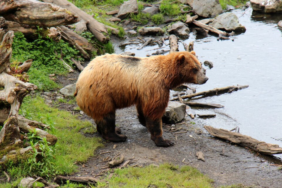 Fauna wildlife lake