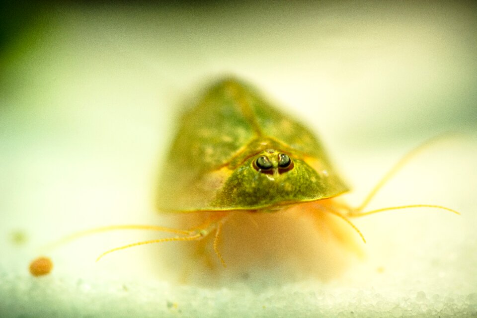Triopsidae back stale crustacean