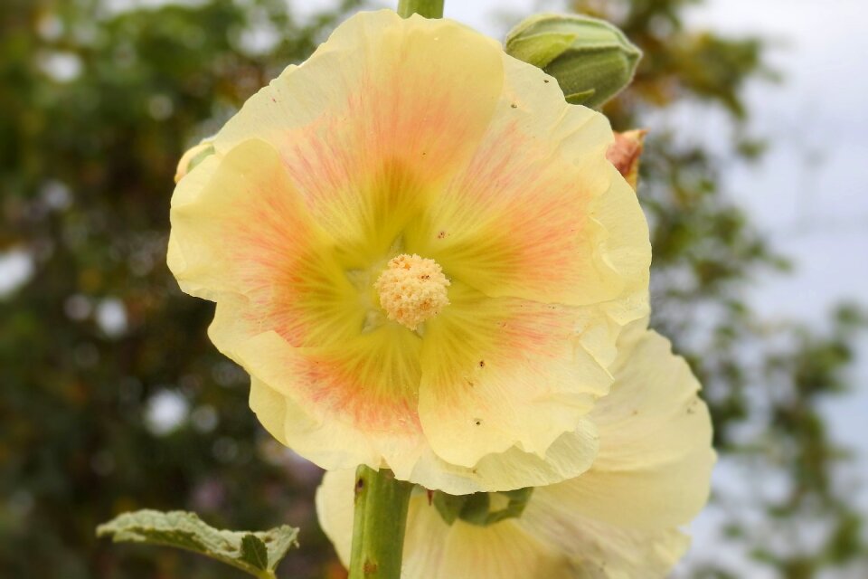 Stock rose yellow summer