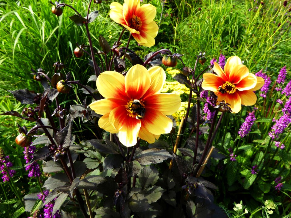 Flowers sprinkle bumblebees
