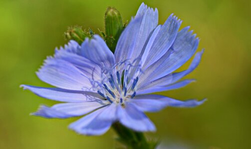 Summer bright blossom