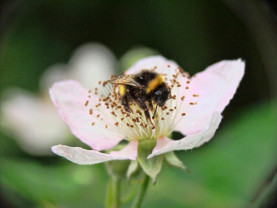 Nature honey natural
