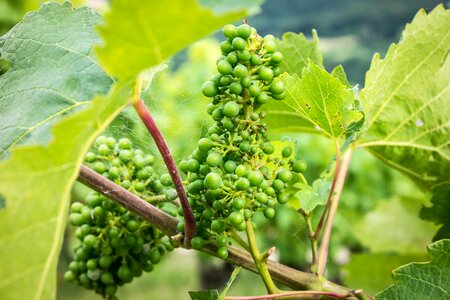 Cobwebs winegrowing grapevine