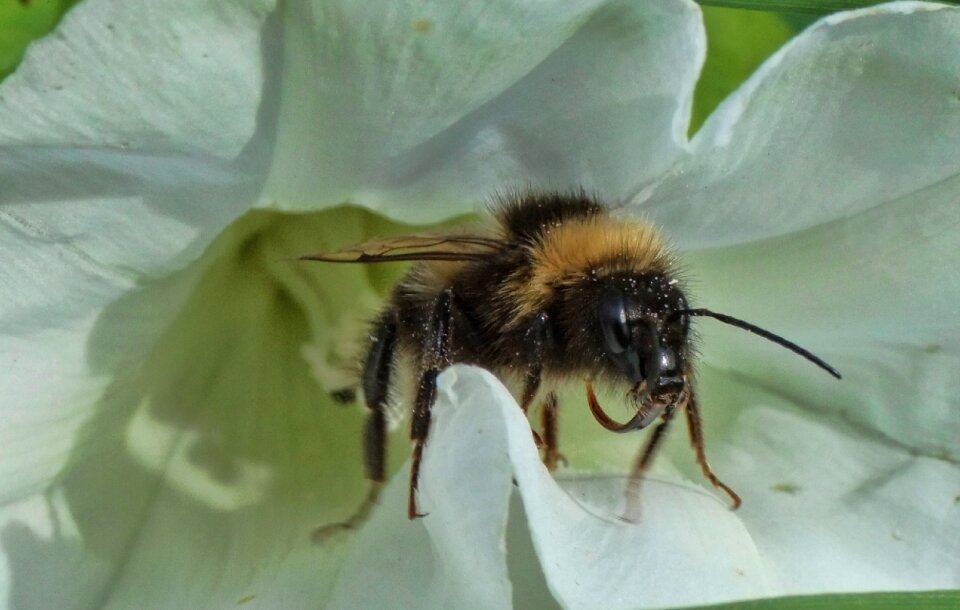 Summer pollinate flying
