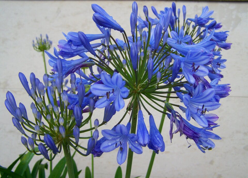 Esőcseppes clivia blue flower flower garden