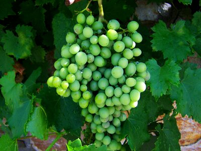 Bunch of grapes green immature photo