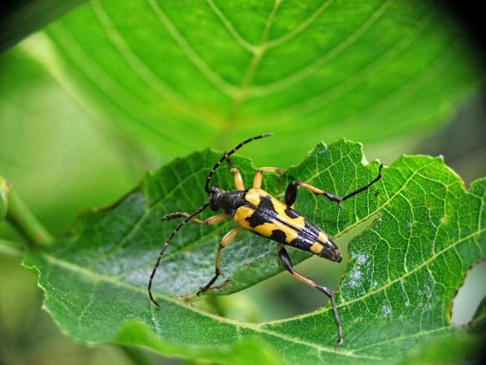 Insect nature wildlife