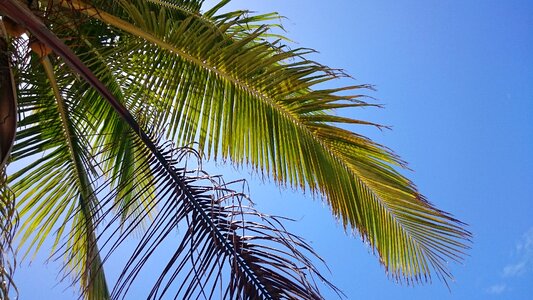 Vacations leaves palm branch