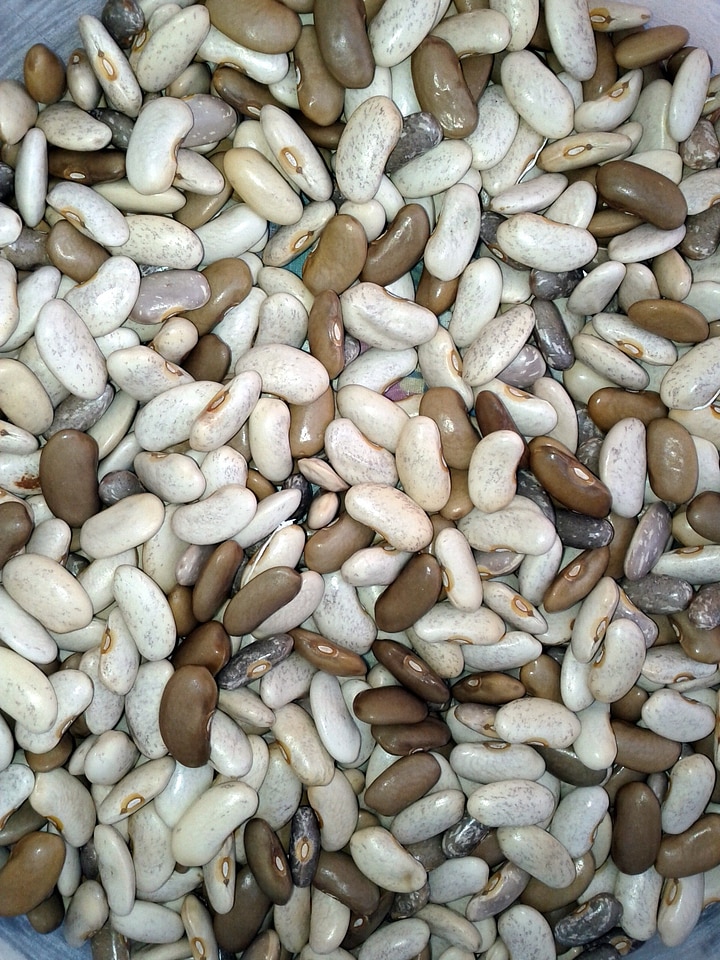 Harvest white vegetables