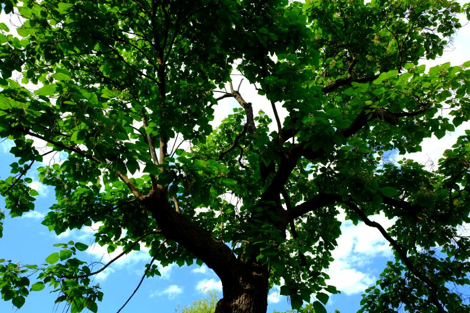Sky aesthetic treetop