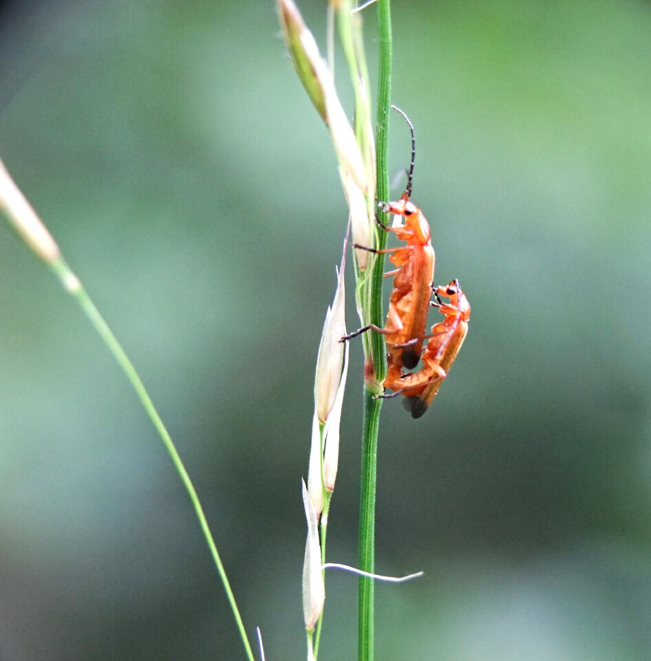 Nature fauna wildlife