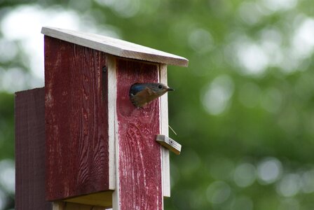 Leaving birdhouse food for chicks