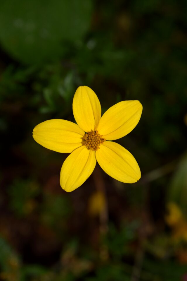Five-leaved flowers yellow