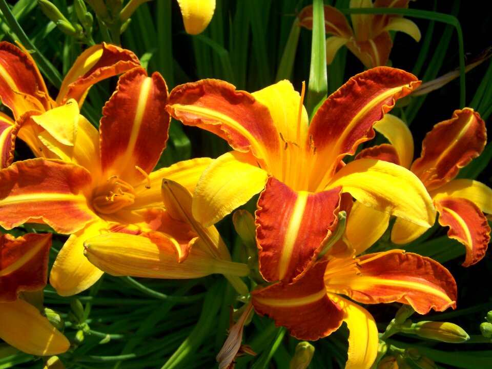Daylily flower garden summer flower
