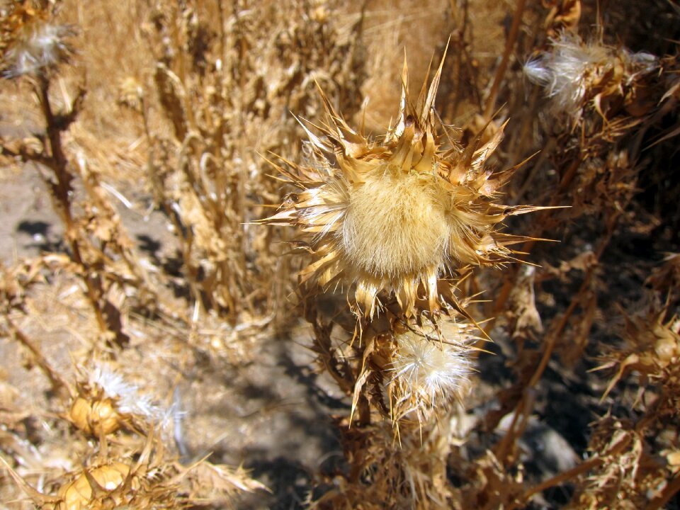 Hill thorny plant wildlife
