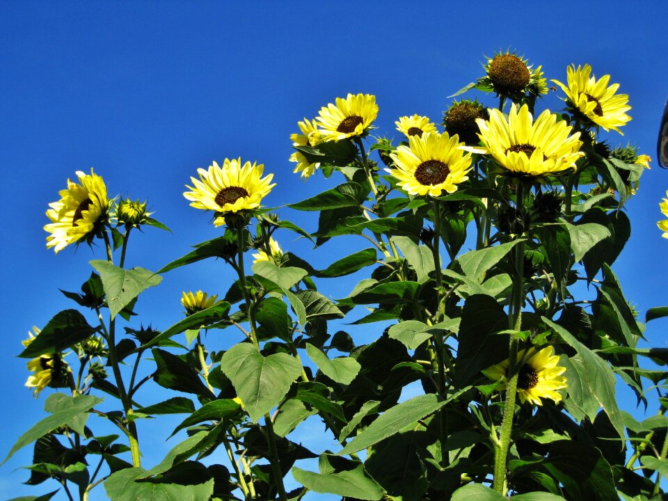 Full bloom sunflower flower of summer