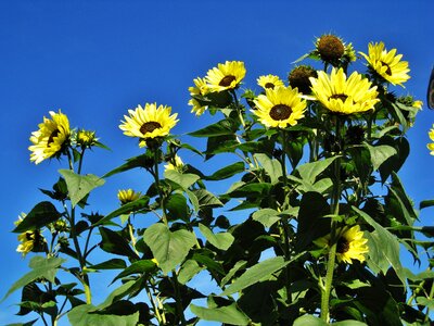 Full bloom sunflower flower of summer photo