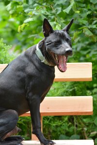 Black dog dog yawns photo