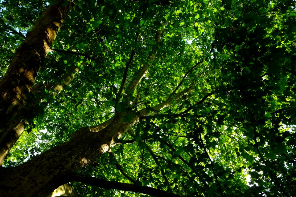 Aesthetic treetop leaves photo