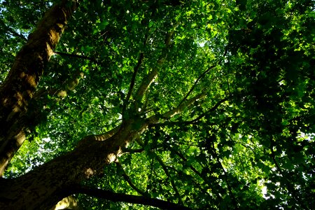 Aesthetic treetop leaves