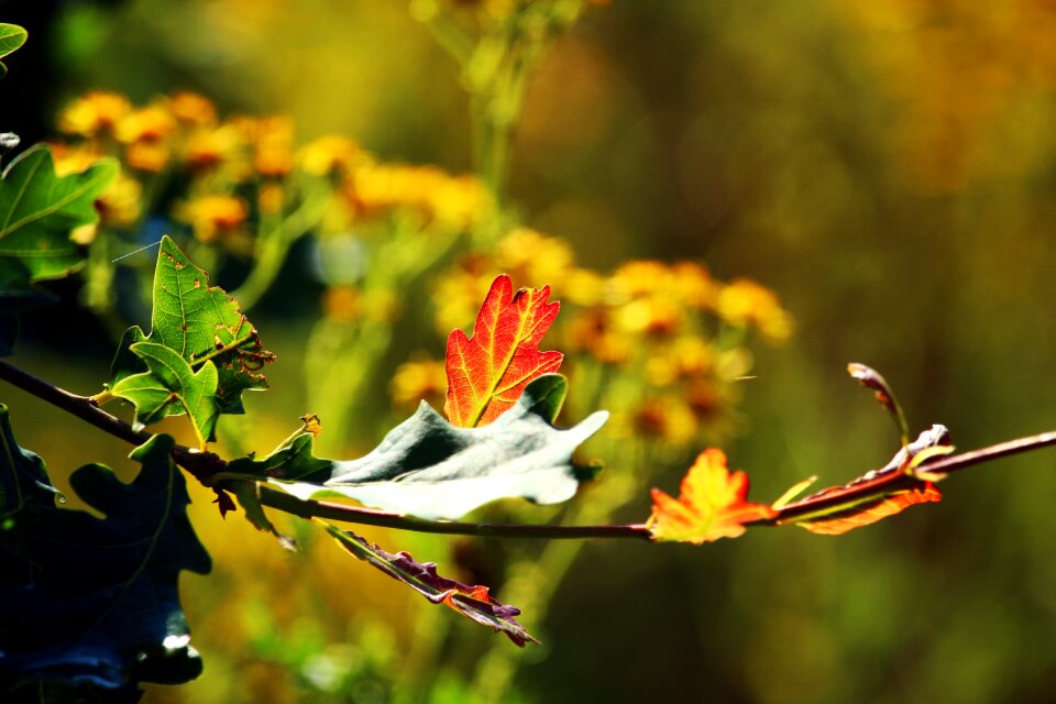 Bloom flower leaves