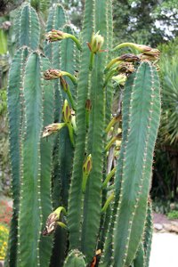 Cactus flowers exotic caribbean