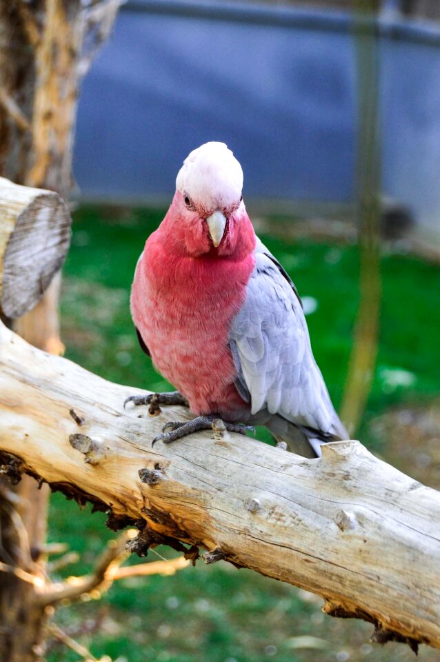 Young pink color tropical