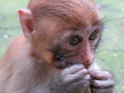 Macaque animal primates