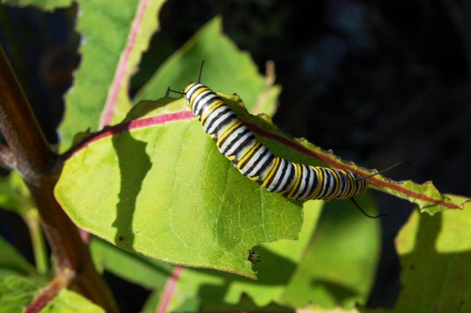 Milk thistle monarch butterfly